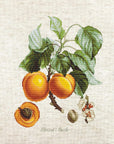 Cross Stitch Kit Luca - S - Abricot - Peche - Luca - S Yarns