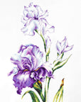 Cross Stitch Kit Luca - S - Irises, B2251 - Luca - S Yarns