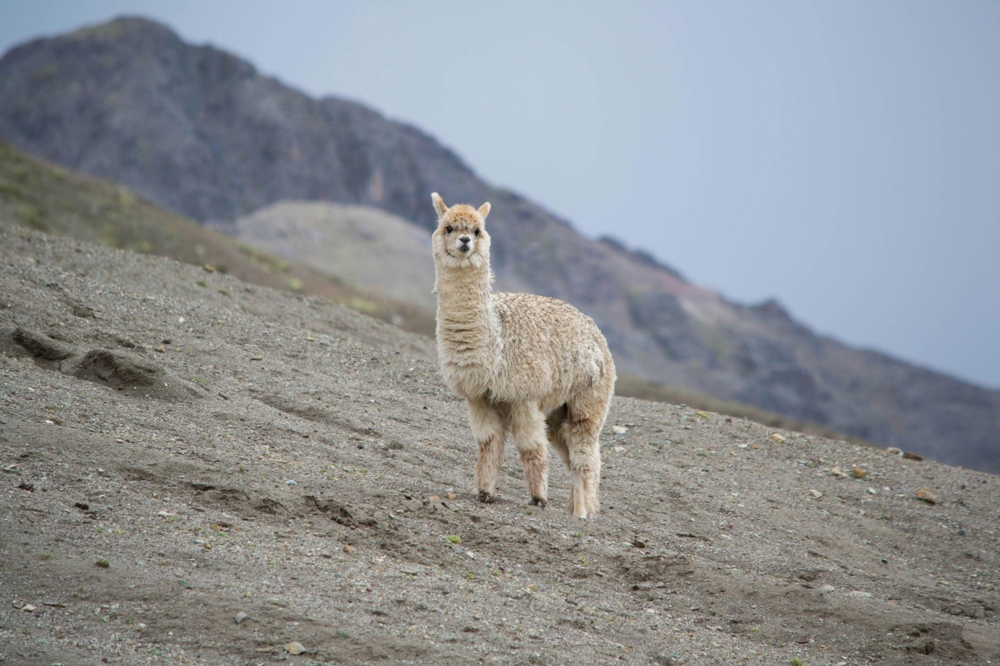 BABY ALPACA & ALPACA: WHAT'S THE DIFFERENCE? - Luca-S Yarns